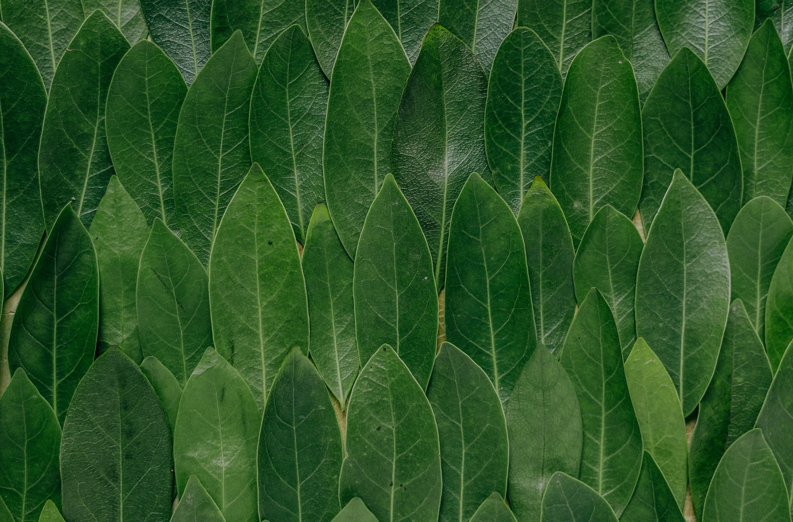 5 Daily Rituals to Reset Your Mind and Body